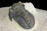 Gerastos Trilobite Fossil - Foum Zguid, Morocco #145738-3